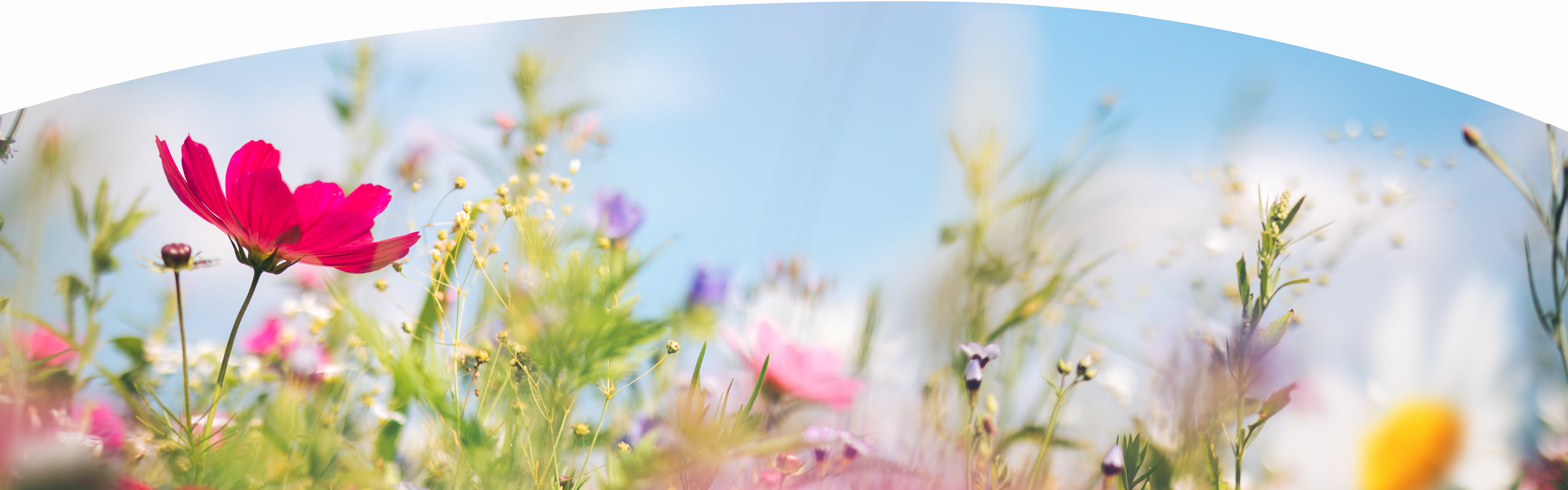 SPRING TIME - Desktop